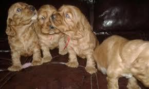 cocker spaniel