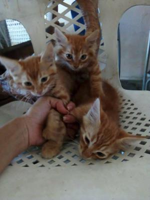 hermosos gatitos para adopción