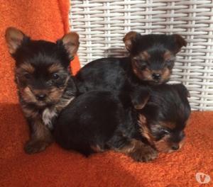 Pequeños Cachorritos Yorkie Miniatura