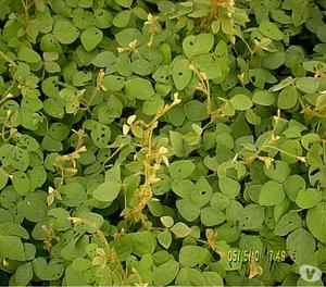 semillas kudzu y desmodium colombia