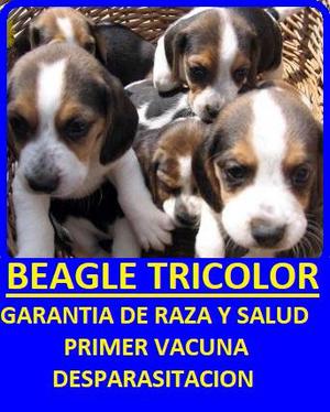BEAGLE TRIC EN VENTA**