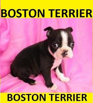 BOSTON TERRIER GUANTE ALTO Y COLLAR COMPLETO EN VENTA