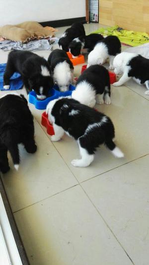 Border Collie para La Venta