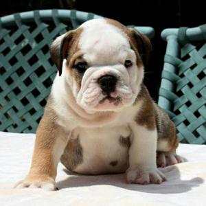 Bulldog Ingles