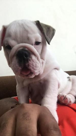 Bulldog Ingles