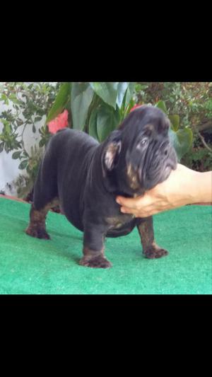 Bulldog Ingles Macho Black Trii Directo