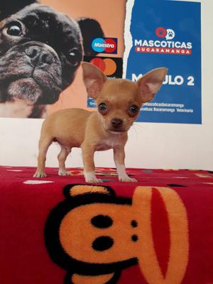 Espectacular Machito Chihuahua Mini