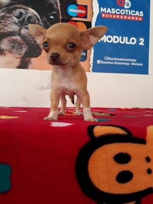 Excelentes Bebes Chihuahua Del Mini