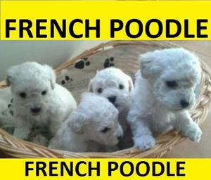 FRENCH POODLE***VENTA