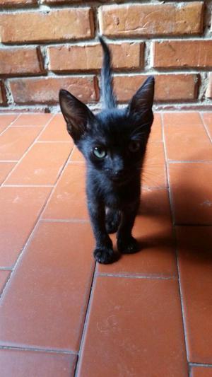 Gatito macho negro en adopcion GRATIS
