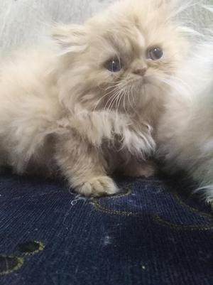 Gatos Persas
