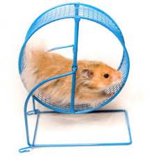 Hamster Rueda