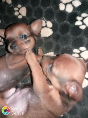 Hembra Y Macho Tienen Un Mes