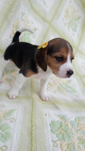 Hermoso Perros Beagle
