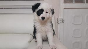 Hermosos Cachorros Border Collie