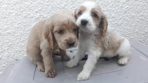 Hermosos Cocker Spaniel