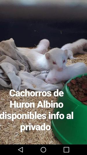 Hurones Albinos Cachorros