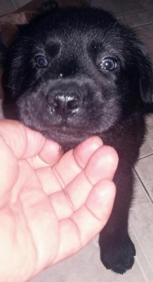 Labrador Negro Macho