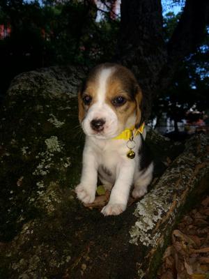 Lindos Beagle