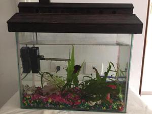 Pecera, filtro, beta, cuido y plantas naturales