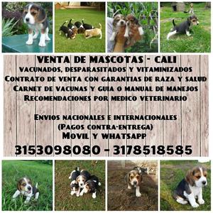 Perros de 45 dias de nacidos en venta raza Beagle originales