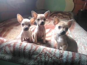 Pincher Chihuahua Bolsilleros 2 meses