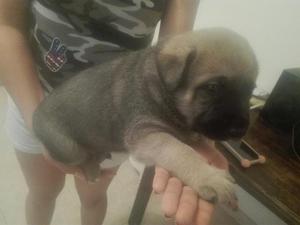 Se Vende Cachorro Raza Labrador