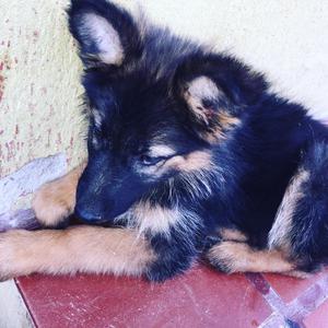 Se Vende Un Cachorro de Raza Partor Alem