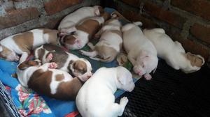 Se Venden Perros Pit Bull Stanfor