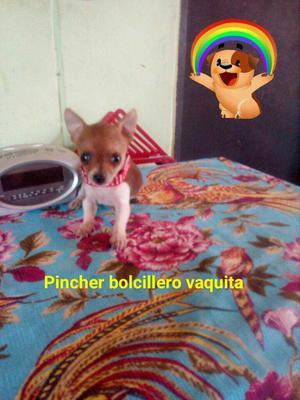 Vendo Cachorrito Pincher Bolcillero