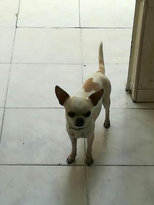Vendo Hermoso Chihuahua Macho 