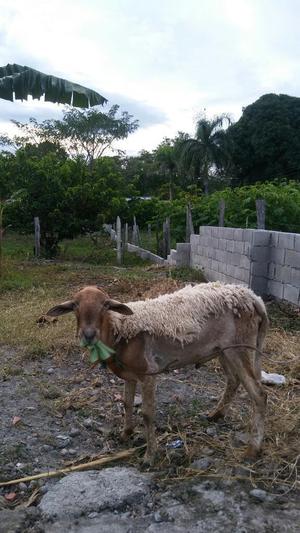 Vendo Ovejo Katahdin