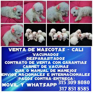 Vendo french poodle