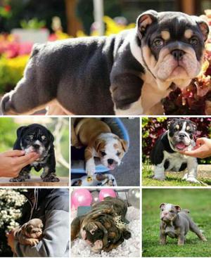 Venta Bulldog Ingles