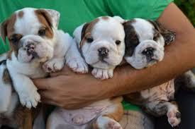 cachorros de bull dog ingles