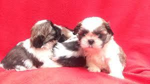 cachorros de shitzu