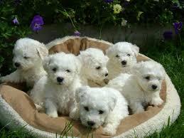 cachorrros de frenchs poodle mini