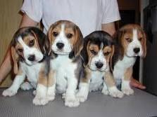 hermosos beagle tricolor