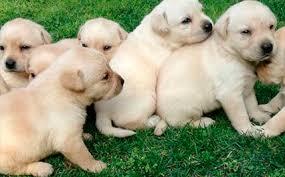 hermosos cachorros de labrador