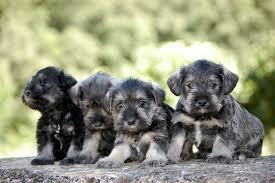 hermosos cachorros de schnauzer