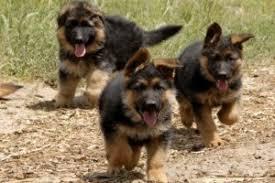 lindos cachorros de pastor aleman
