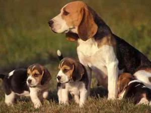 vendo cachorros beagles muy lindos