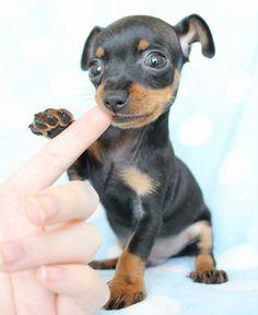 vendo espectaculares cachorritos pincher miniatura