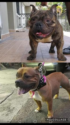 American Bully Disponibles