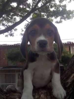 Beagle Tricolor