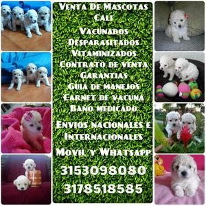 Bellos French poodle mini toy finos