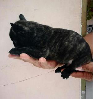 Bulldog Frances