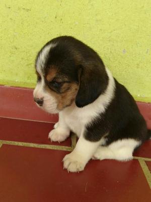 Cachorros Beagles Muy Hermosos
