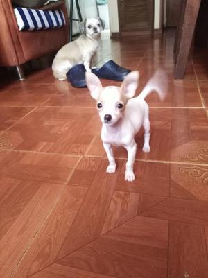 Chihuahua