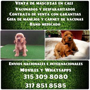 Cocker Spaniel vendo